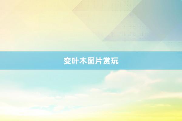 变叶木图片赏玩